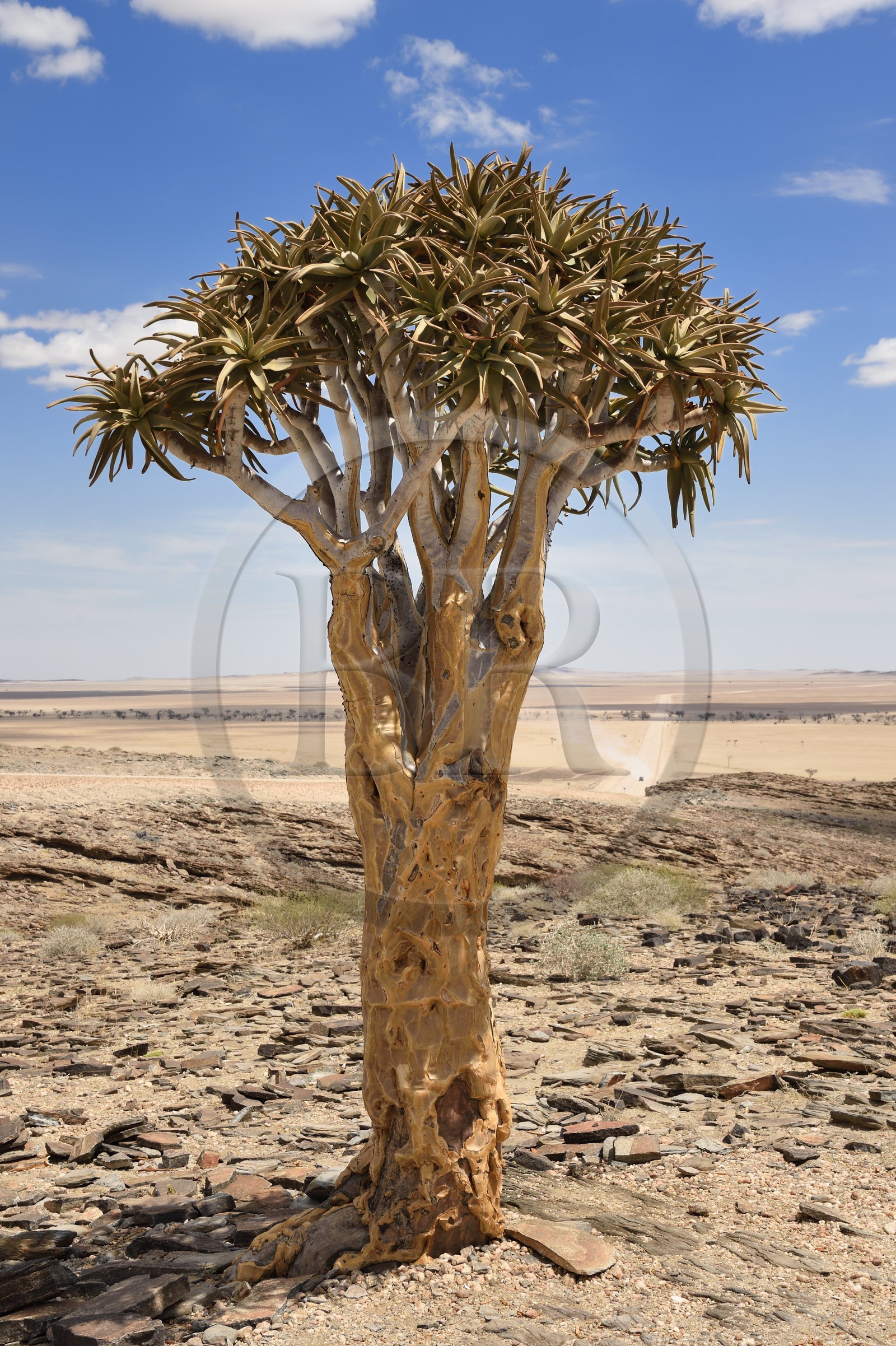 Namibie, région de Erongo, parc national Namib Naukluft, désert du Namib, Aloe dichotoma, arbre à carquois ou Kokerboom
