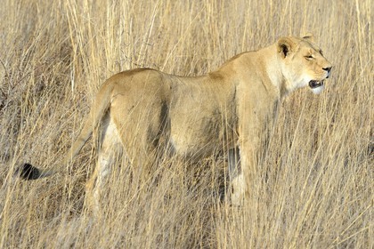 Zimbabwe, Midlands Province, Gweru, Antelope Park home to ALERT (African Lion and Environmental Research Trust), Zone 2, one of four young lioness (Panthera leo), which will be relinquished by a pride in a national park to repopulate