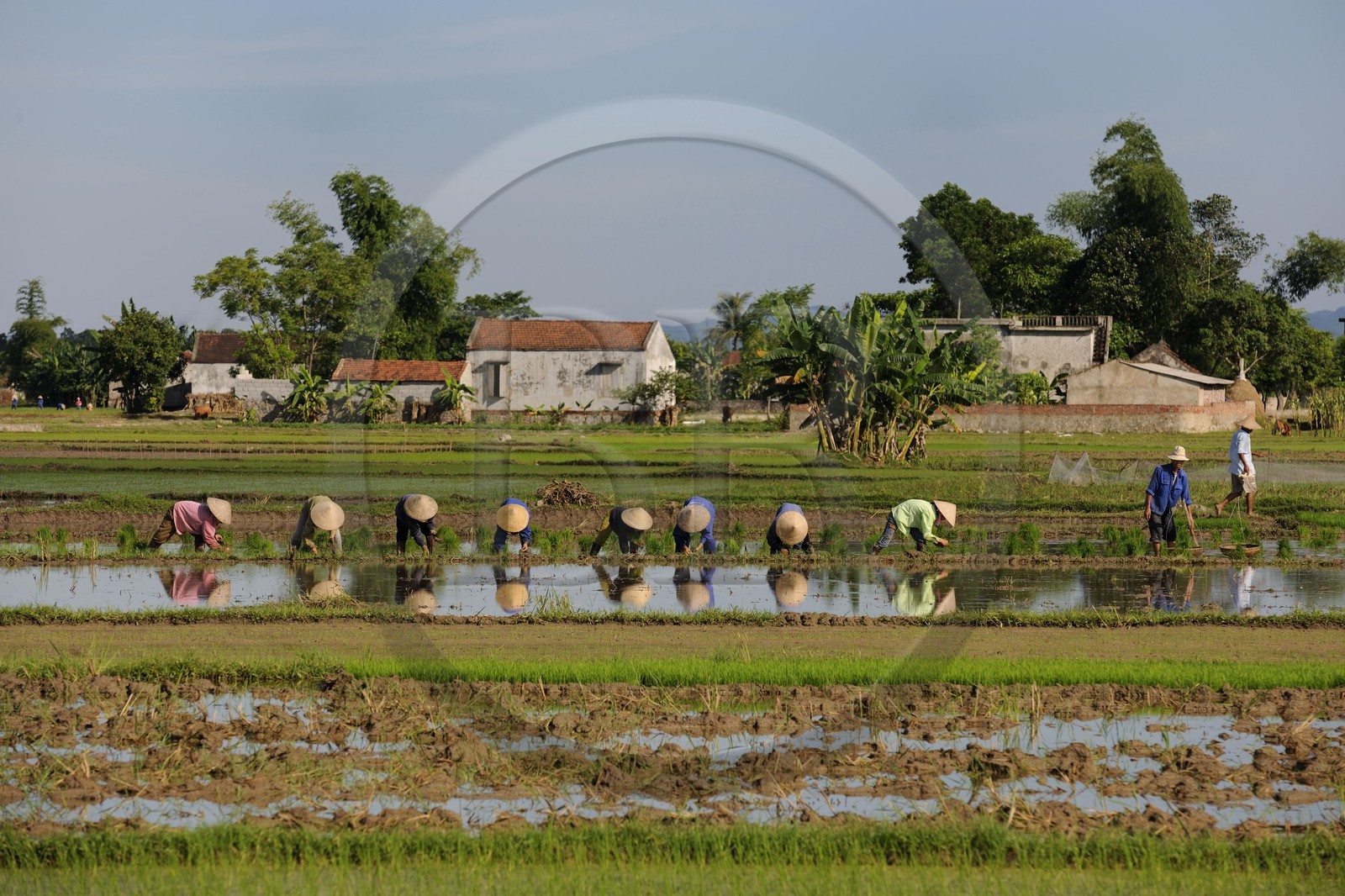 Vietnam, province de Ninh Binh, repiquage du riz dans une rizière