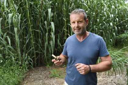 France, Var (83), Presqu'Ile de Saint-Tropez, Cogolin, Daniel Rigotti, fabricant de anches pour saxophones, clarinettes ou encore hautbois