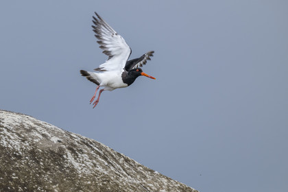 France, Finistère, Penmarch, Étocs archipelago, oystercatcher (Haematopus ostralegus)