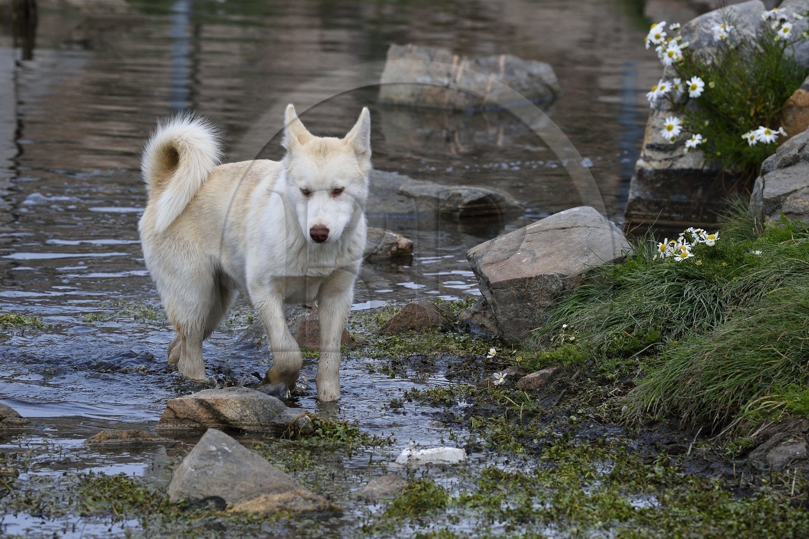 Groenland, cote ouest, Uummannaq, chien de traineau