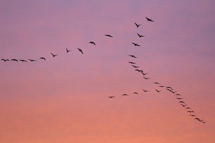 France, Indre, Berry, Parc Naturel Regional de la Brenne (Natural Regional Park of La Brenne), Rosnay, Red Sea pond (etang de la Mer Rouge), Common Crane (Grus grus), flight at sunset