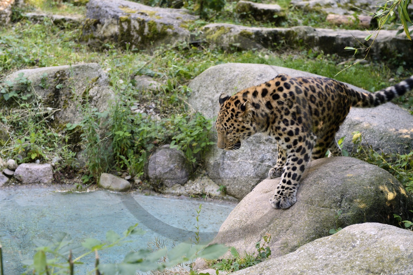 France, Haut-Rhin (68), Mulhouse, parc zoologique et botanique,  panthère de l’Amour (Pantheras pardus orientalis)