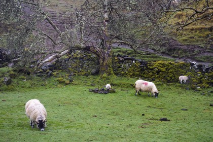 Royaume-Uni, Ecosse, région des Highlands, les Hébrides, Ile de Skye, Uig, le Fairy Glen (vallée féérique) du côté ouest de Trotternish à Balnacnoc