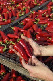 France, Pyrenees Atlantiques, Basque Country, Espelette, in the chili pepper dryer of Virginie Curutchet, producer of AOP Espelette peppers