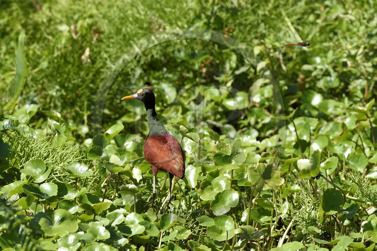 Nicaragua, Ile d'Ometepe réserve mondiale de Biosphère sur le lac Nicaragua, marais le long du Rio Istian, Jacana du Mexique (Jacana spinosa)