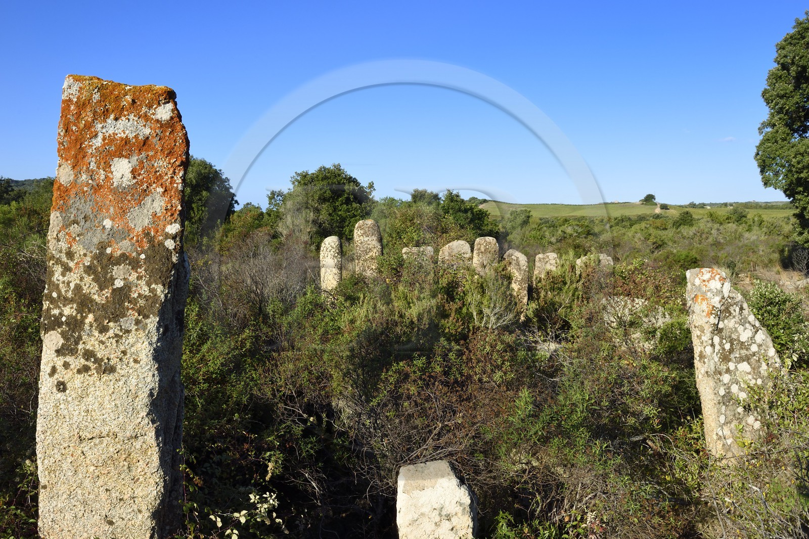 France, Corse-du-Sud (2A), Sartène, alignements de menhirs de Palaggiu (Pagliaju), dressés entre 1900 et 1000 avant Jésus-Christ, avec ses 258 menhirs, c'est le plus important de Méditerranée