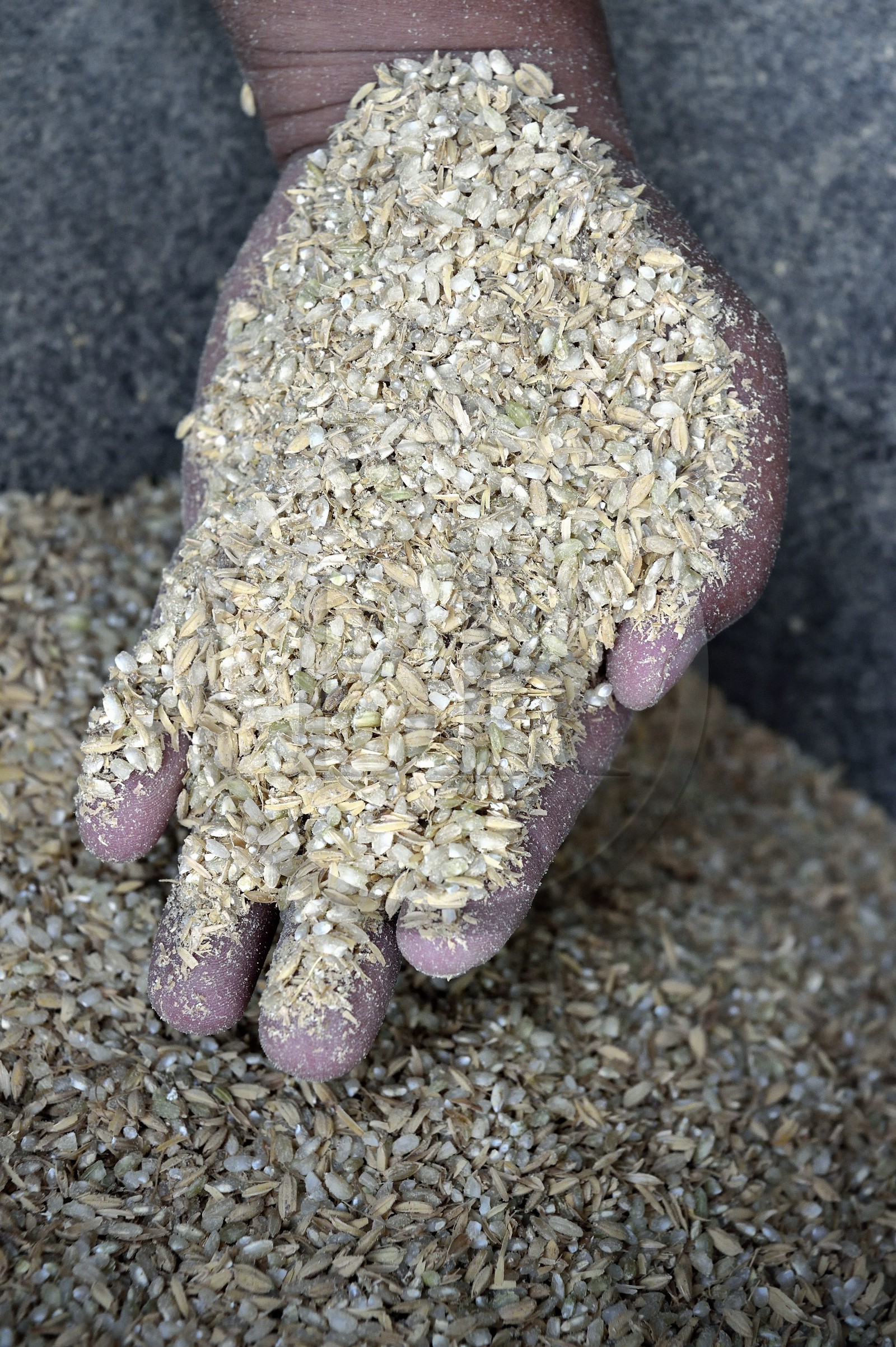 Philippines, province d'Ifugao, région de Banaue, village de Cambulo, riz paddy non décortiqué avec sa balle