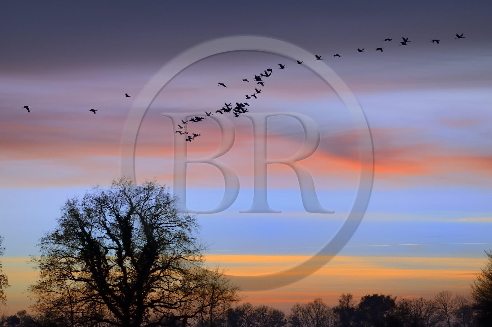 France, Indre (36), le Berry, parc naturel régional de la Brenne, Rosnay, étang de la Mer Rouge, grue cendrée (grus grus), vol au coucher de soleil