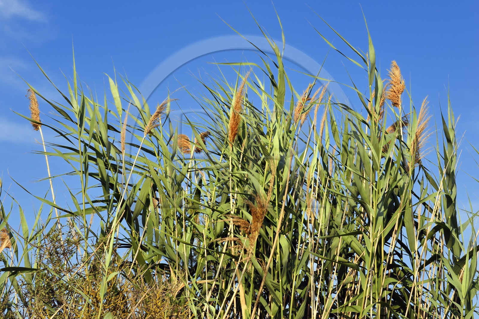 France, Bouches-du-Rhône (13), Parc naturel régional de Camargue, étang de Malagroy, roseaux