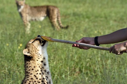 Namibie, Otjiwarongo, Cheetah Conservation Fund, centre de recherche et d'éducation, guépard (Acinonyx jubatus), récompense donnée en échange du leurre que le guépard a chassé, l'exercice a pour but de le garder en forme