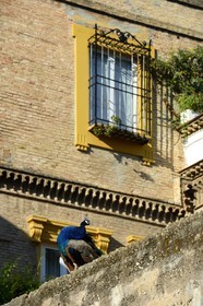 Espagne, Andalousie, Séville, Alcazar de Séville (Reales Alcazares de Sevilla), classé Patrimoine Mondial de l'UNESCO, paons sur les remparts qui entourent les jardins