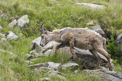 France, Alpes-Maritimes, Parc National du Mercantour (Mercantour national park), Haute Vesubie, Saint Martin Vesubie, Val du Haut Boréon, female Alpine ibex (Capra ibex) near Lake Trecolpas