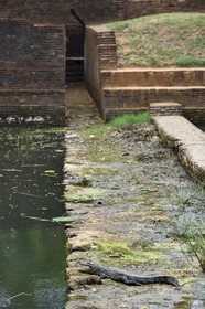 Sri Lanka, province centrale, district de Matale, Sigiriya, ville ancienne de Sigiriya classée patrimoine mondial de l'UNESCO, l'ancien palais forteresse du Rocher du Lion, crocodile en bordure d'un des nombreux bassins des jardins