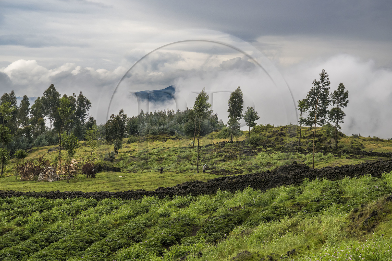 Rwanda, Province du Nord, District de Musanze (Ruhengeri), culture des champs de pommes de terre sur les pentes volcaniques du mont Karisimbi dans les montagnes des Virunga en bordure du Parc national des Volcans où vivent les gorilles