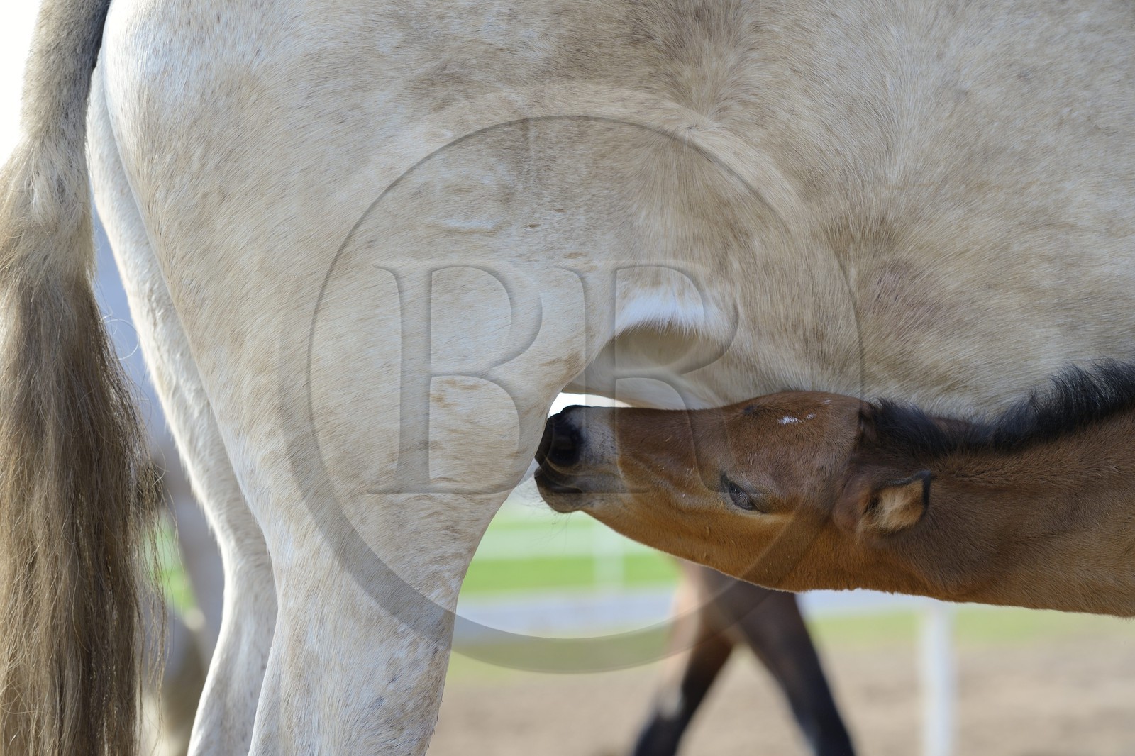 Espagne, Andalousie, province de Séville, Utrera, le haras Ayala (Yeguada Ayala), Pure race espagnole ou PRE (Pura Raza Espanola), poulain allaitant sa mère