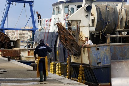 France, Herault, Sete, docking activity on the port of the fish auction market