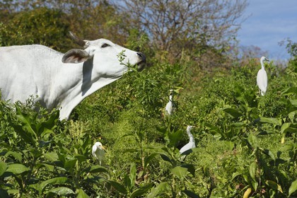 Nicaragua, Ometepe Island World Biosphere Reserve in Lake Nicaragua, marshe along the Rio Istian, zebu and Cattle Egrets (Bubulcus ibis)