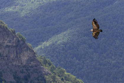 France, Drome, regional natural park of Baronnies provencales, Rémuzat, Saint-Laurent plateau, flight of a griffon vulture (Gyps fulvus) over the Oule valley