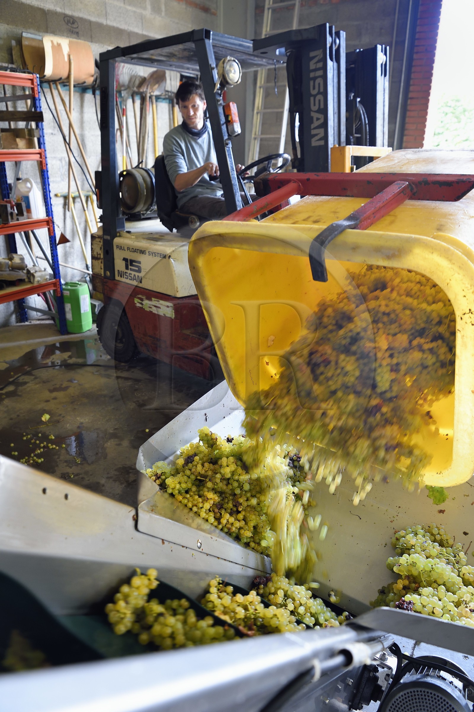France, Haut-Rhin (68), Route des vins d'Alsace, Bergheim, Domaine viticole Marcel Deiss, Mathieu Deiss versant le raisin dans le pressoir