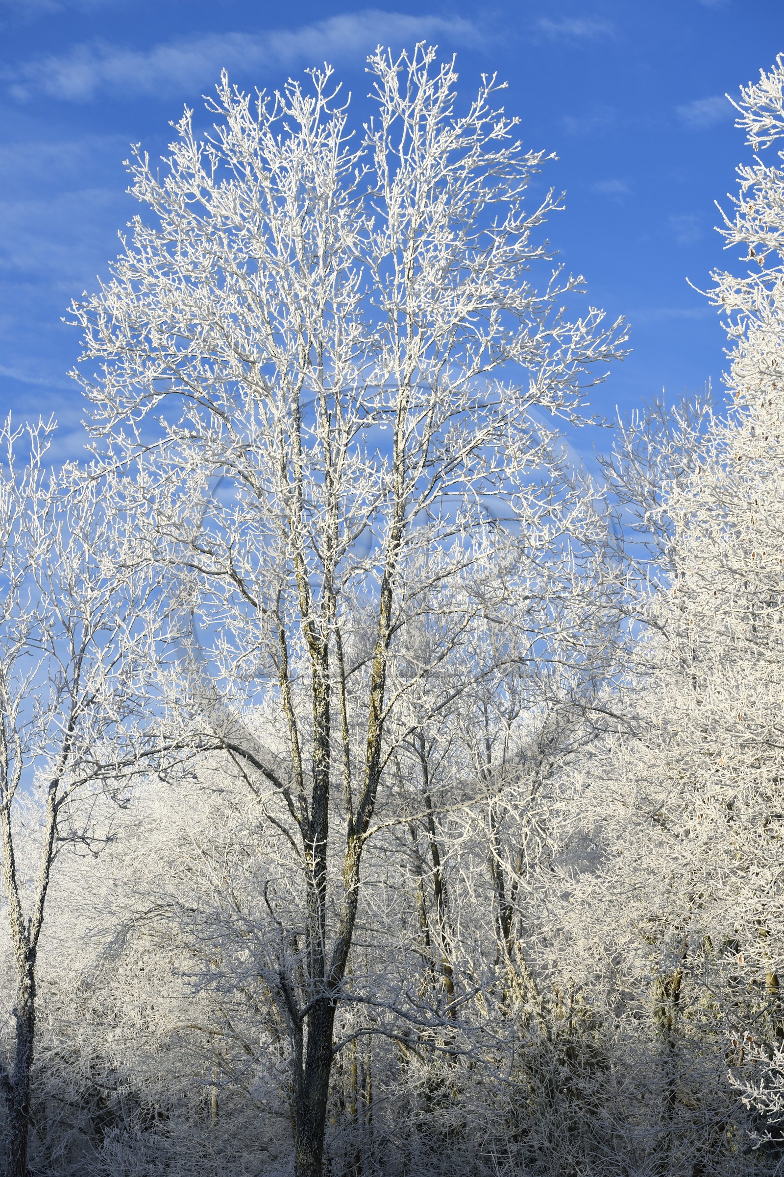France, Bas-Rhin (67), région de Saverne, arbres givés