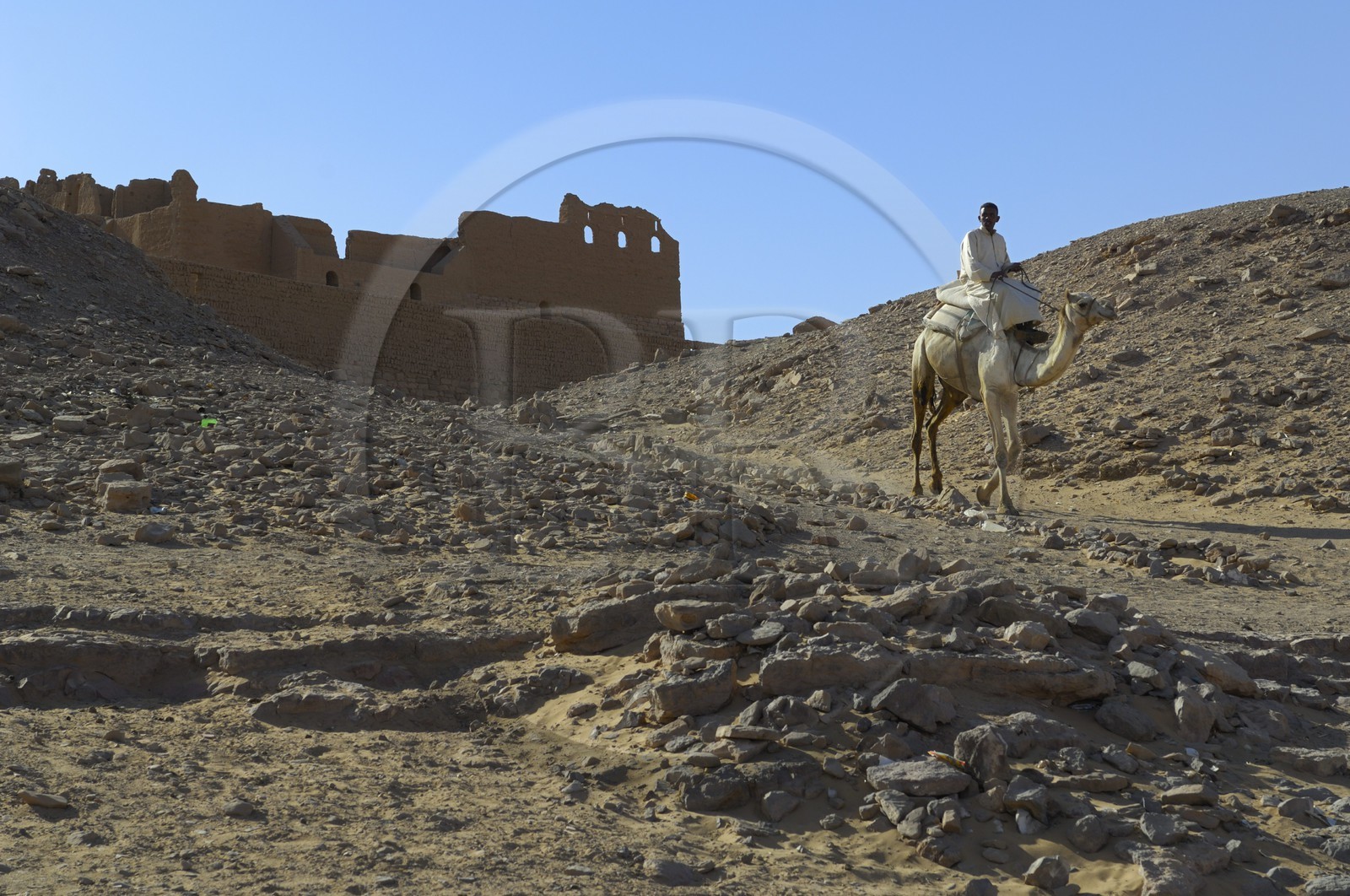 Egypte, Haute Egypte, Nubie, vallée du Nil, Assouan, dromadaires devant le monastére Saint-Siméon sur la rive gauche du Nil