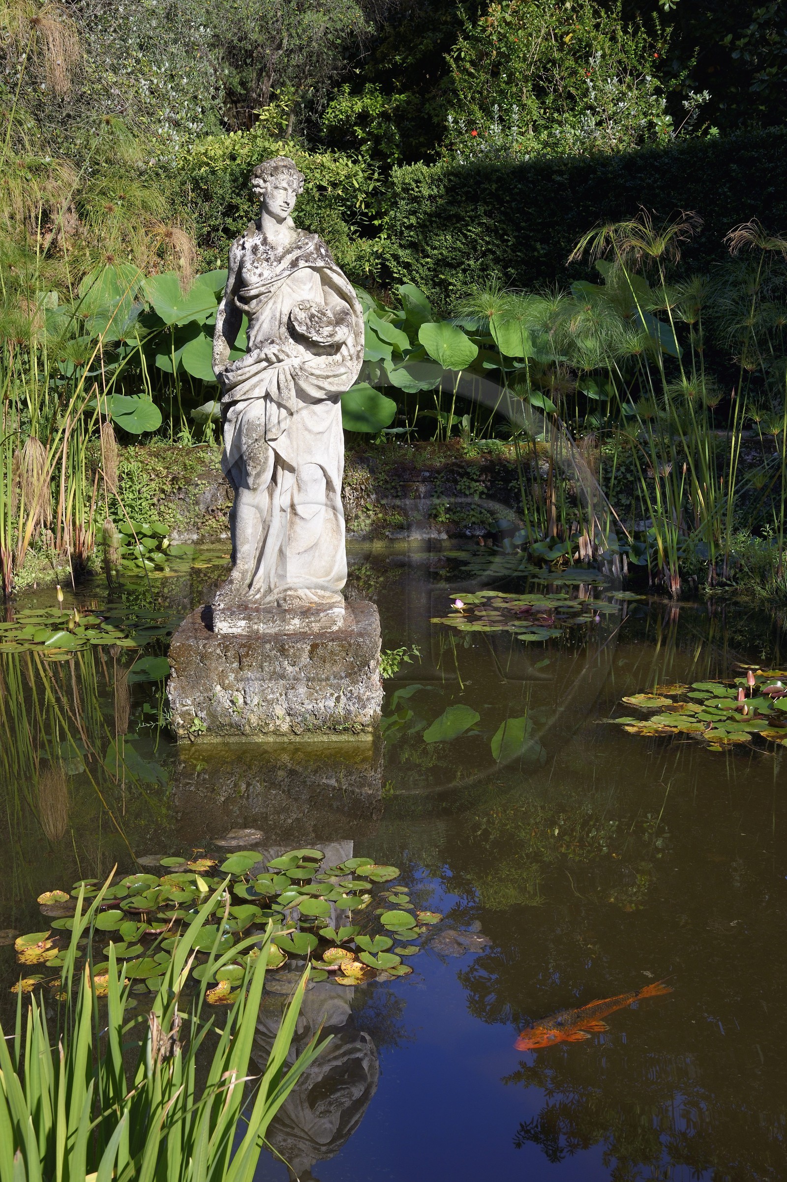 France, Alpes-Maritimes (06), Menton, statue et carpe koï dans le Jardin Serre de la Madone