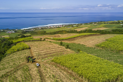 France, Reunion island (French overseas department), Petite-Ile, cutting and harvesting sugar cane (aerial view)