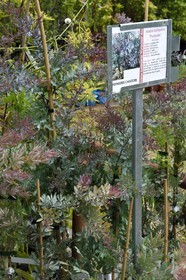 France, Var, Bormes les Mimosas, Cavatore nursery, mimosa acacia baileyana purpurea or Cootamundra wattle