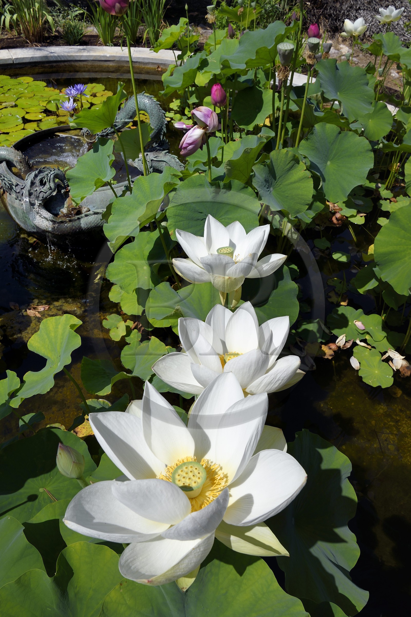 France, Alpes-Maritimes (06), Menton, quartier de Garavan, le jardin de Maria Serena, fleur de lotus