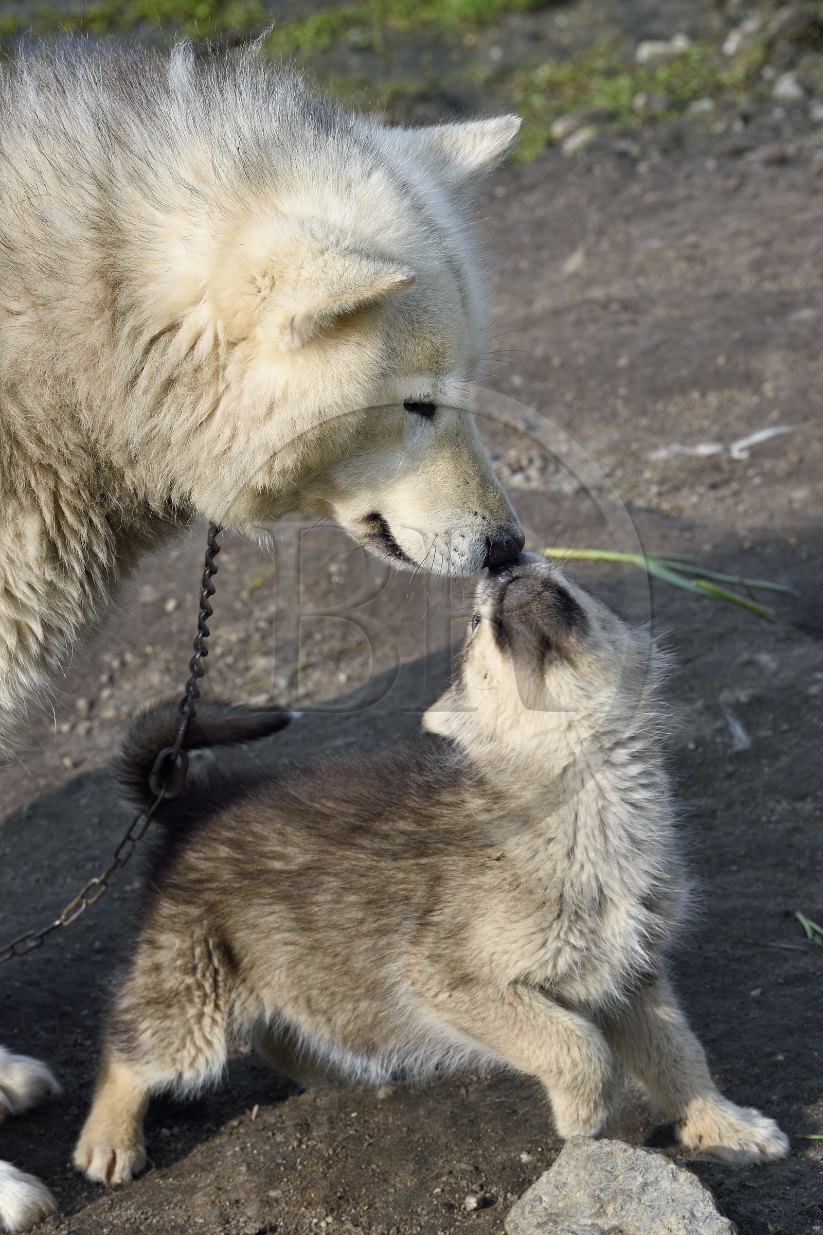 Groenland, cote ouest, baie de Baffin, Upernavik, jeunes chiens de traineau et leur mère