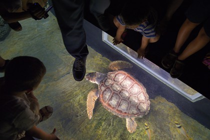 Portugal, Lisbonne, Parque das Nações (Parc des nations) construit pour l'exposition universelle de 1998, Oceanário (Oceanarium), enfant observant une tortue de mer