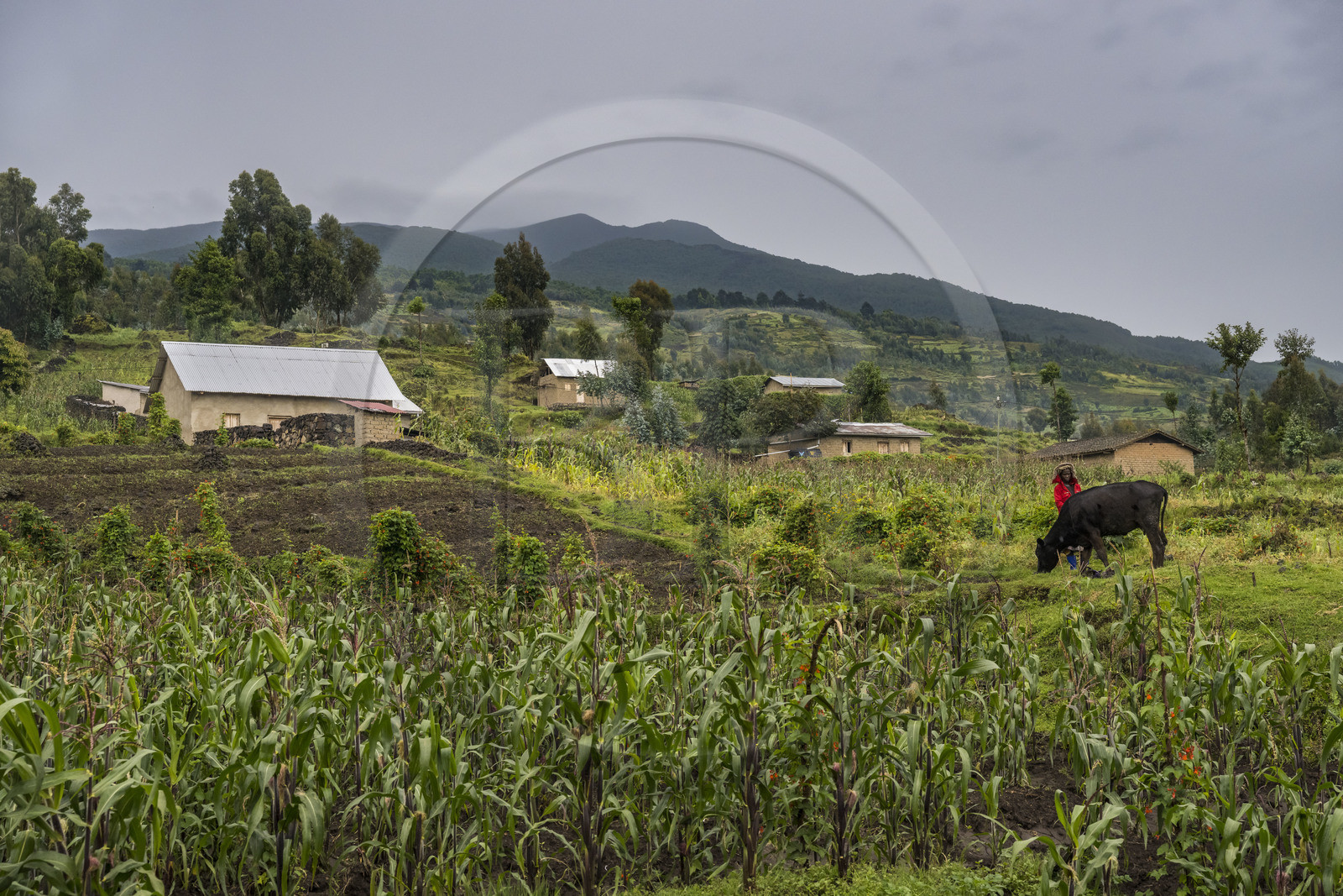Rwanda, Province du Nord, District de Musanze (Ruhengeri), Busogo, champs de maïs et cultures au pied du mont Karisimbi dans les montagnes des Virunga (en arrière plan) où vivent les gorilles