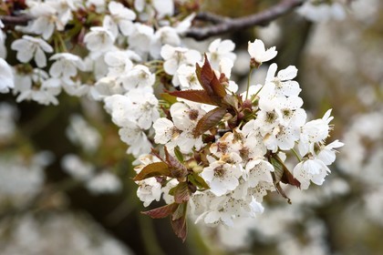 France, Meuse (55), Parc régional de Lorraine, Cotes de Meuse, Saint-Maurice-sous-les-Cotes, mirabellier en fleur