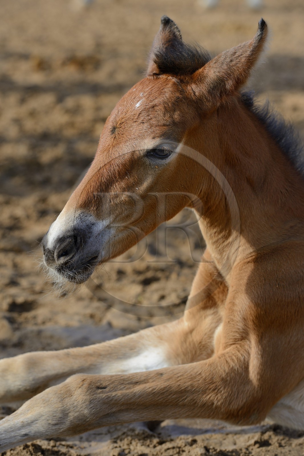 Spain, Andalusia, Seville Province, Utrera, the Ayala stud farm (Yeguada Ayala), Andalusian horse also known as the Pure Spanish Horse or PRE (Pura Raza Espanola), foal