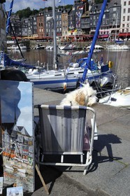 France, Calvados, Honfleur, the Vieux-Bassin (Old Basin), artist dog sitting on the quay