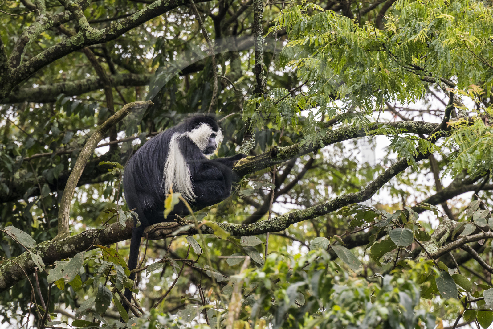 Rwanda, Province de l’Ouest, Gisakura, Parc national de Nyungwe, Colobe de Ruwenzori (Colobus angolensis ruwenzorii) pendant un safari à pied dans la forêt tropicale humide naturelle