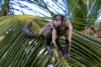 France, French Guiana, Kourou, Salvation Islands (Iles du Salut), Royal Island, brown capuchin monkey (Sapajus apella) or black tufted capuchin