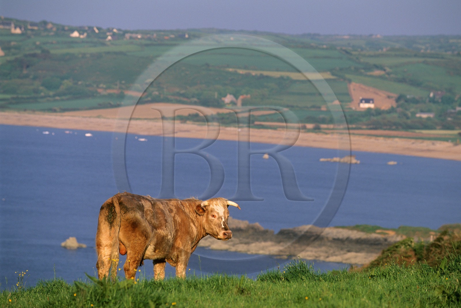 France, Manche (50), Cotentin, région du Cap de la Hague, une vache
