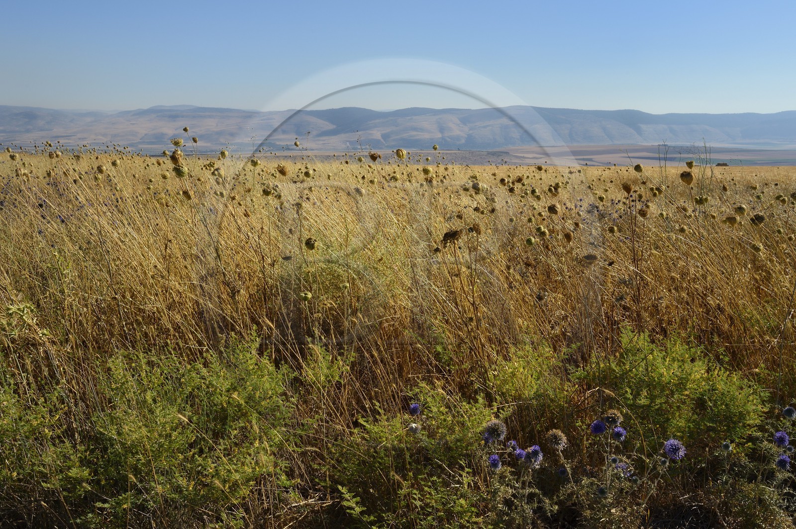 Israel, Northern District, Lower Galilee, Kochav ha-Yarden Nature Reserve
