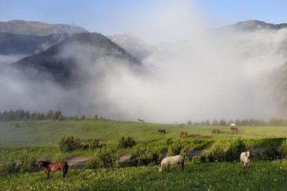 Georgia, Kakheti, Tusheti National Park, Omalo, horses in the meadow