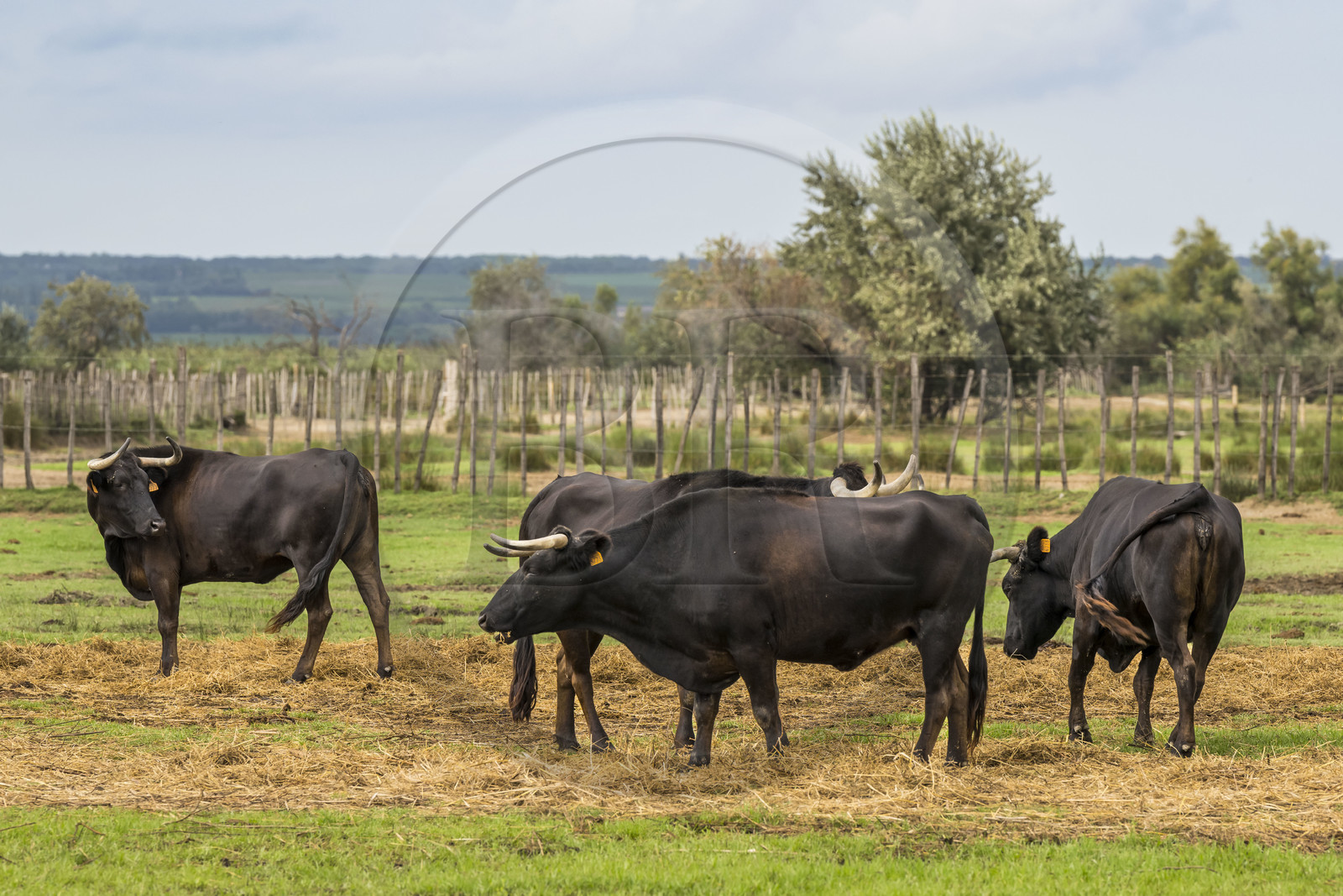 France, Gard (30), Saint-Gilles du Gard, la Petite Camargue, élevage de taureaux camarguais