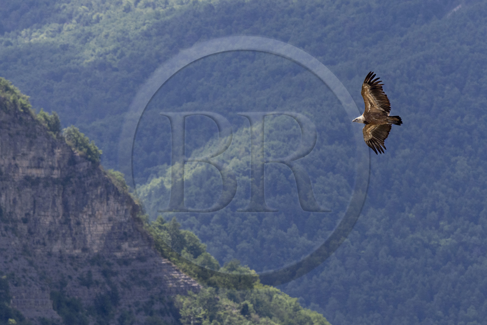 France, Drome, regional natural park of Baronnies provencales, Rémuzat, Saint-Laurent plateau, flight of a griffon vulture (Gyps fulvus) over the Oule valley