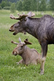 Sweden, Vasterbotten County, Umea region, Bjurholm, the Elk's House (Algens Hus), livestock