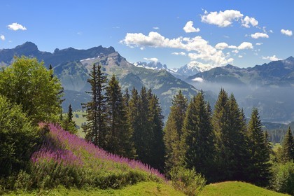 Switzerland, Canton of Vaud, Villars-sur-Ollon, fir and willowherbs, the  Mont-Blanc in the background