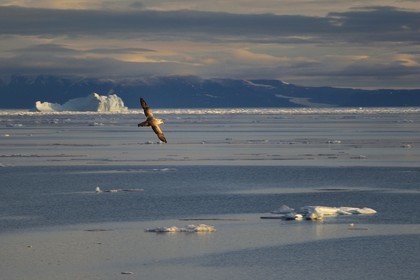Groenland, cote Nord-Ouest, Smith sound, Fulmar boréal (Fulmarus glacialis) survolant la banquise en train de fondre
