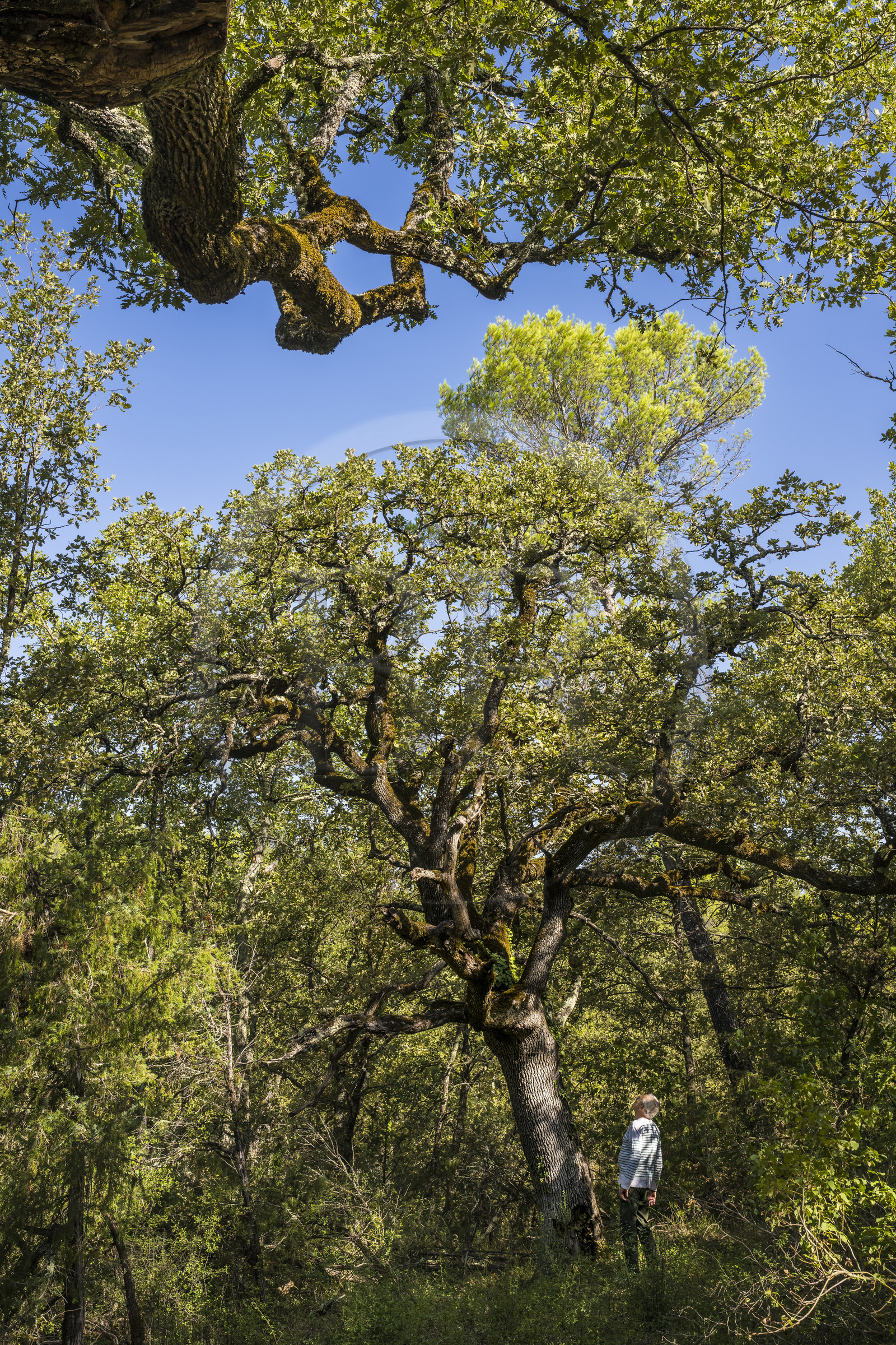 France, Var (83), Provence Verte, Bras, Académie du Bain de Forêt Provençale, forêt du domaine Le Peyrourier - une campagne en Provence