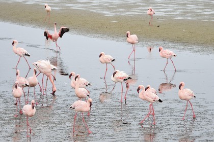 Namibie, région de Erongo, Walvis Bay, flamant nain (Phoeniconaias minor)