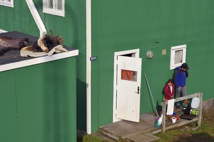 Groenland, cote ouest, baie de Baffin, Upernavik, tête de boeuf musqué récemment chassé en train de secher sur un toit